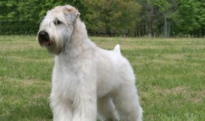   Soft Coated Wheaten Terrier Icke krypande hundar : 15 allergivänliga hundraser