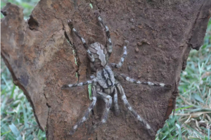 Poecilotheria rajaei Największe pająki świata Największy pająk świata