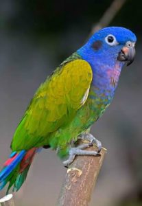 Papoušek Pionus
