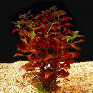  Ludwigia roja Plantas de acuario