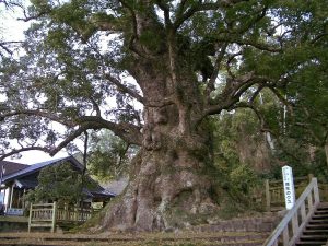   KAMOU NO OHKUSU (Japonsko, Kjúšú ) Největší strom na světě  největší a nejstarší stromy