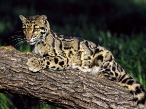 Leopard obláčikový Ázia zvieratá
