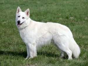 Biały owczarek szwajcarski - Szwajcarskie rasy psów