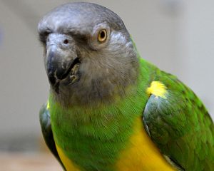   papuga senegalska