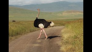 Pštros dvouprstý největší pták na světě