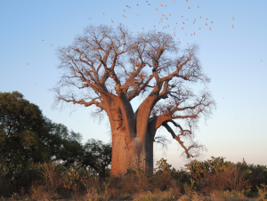 8. REAKALY BAOBAB (Madagaskar, oblast Atsimo-Andrefana) Největší strom na světě  největší a nejstarší strom.