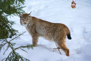 Lynx-ostrovid Zwierzęta leśne na Słowacji