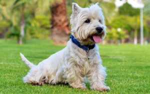 Westhighland White Terrier Icke-kravlande hundar : 15 allergivänliga hundraser