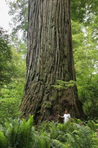 9. Del Norte Titan (USA, Kalifornia ) - Największe drzewo świata