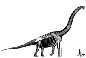 Brachiosaurus Altithorax