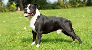 Amerykański Staffordshire Terrier - Najlepszy pies domowy