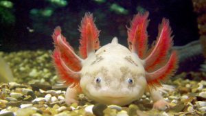 Acuario Axolotl : 9 criaturas