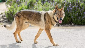 Perro lobo checoslovaco Perros eslovacos Razas de perros  