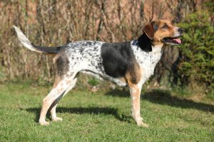 Bohemian Speckled Dog Czeskie samce