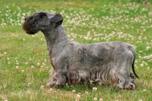Bohemian Terrier Tjeckiska hundraser