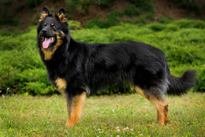 Chodsky dog Czeskie rasy psów