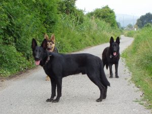 Perros de raza eslovaca Black Sherry  