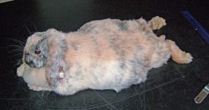 Królik trzmiel - choroby królików