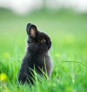 Krátkosrstý zakrslý králik  Top 10 plemien králikov chovaných ako domáci miláčik