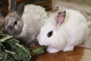 Krmení domácích králíků Průvodce péčí o domácí králíky