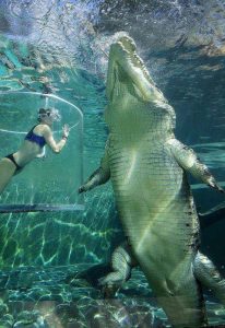 Krokodýlí moře největší plaz na světě