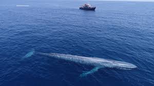 Modrá veľryba najväčšie zviera na svete 