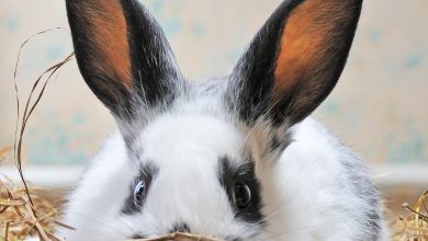 Najčastejšie choroby králikov
