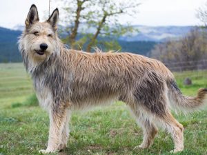 Pikardský ovčiarsky pes Francúzske plemená psov