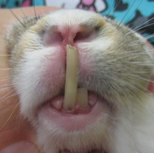 Choroby królików : Problemy z zębami królika