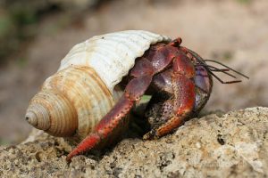 Krab pustelnik Akwarium: 9 stworzeń