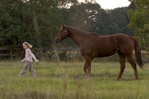 EN UPPFYLLD DRÖM OM HÄSTAR Filmer om hästar : Topp 10