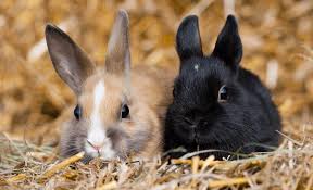 Saténový krátkosrstý zakrslý králik Top 10 plemien králikov chovaných ako domáci miláčik