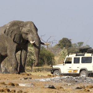 Slon Africký Loxodonta najväčšie suchozemské zviera na svete