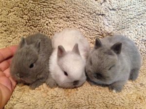 Opieka nad małymi królikami - Płodność u królików