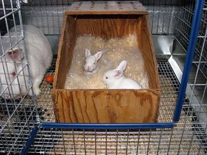 Colocación de una coneja preñada Gravidez en conejas