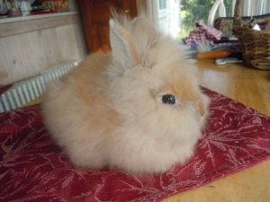 Królik karłowaty angorski - Top 10 ras królików
