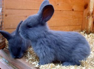 Zakrslý králik japonský modrý