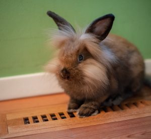 Conejo enano melena de león Top 10 razas de conejos de compañía