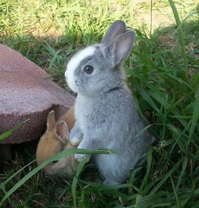 Top 10 de razas de conejos de compañía