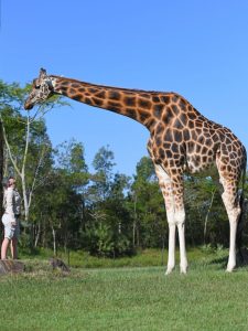 Žirafa najvyššie suchozemské zviera na svete