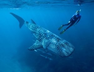 Žralok velrybí největší ryba na světě