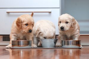 con qué frecuencia alimentar a los cachorros