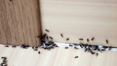 ako sa zbaviť mravcov