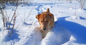 Vadear la nieve Pasear al perro : 10 consejos para el invierno . ¿Qué hay que saber para pasear al perro en invierno? Pasear al perro durante el invierno puede ser un poco