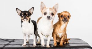 Zdrowie Chihuahua