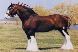 clydesdaleský kôň 