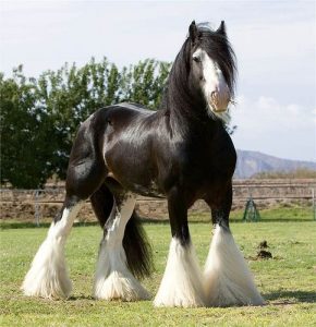 Clydesdale-häst  