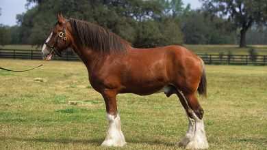 clydesdaleský kôň