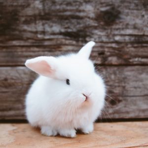   Historia de los conejos domésticos