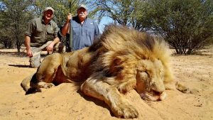 det största lejonet jagat